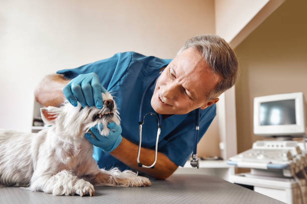 Best Weekend Emergency Dental Services in Roanoke, IL